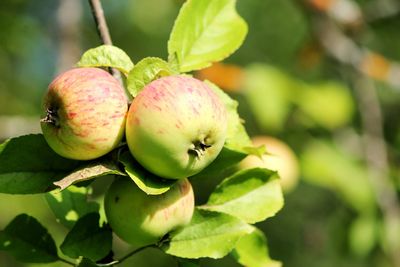 Close-up of fruits growing on tree