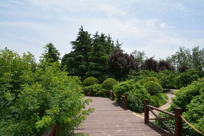 Footpath amidst trees against sky