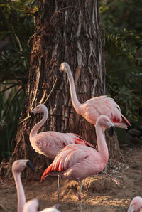 Close-up of birds on tree trunk