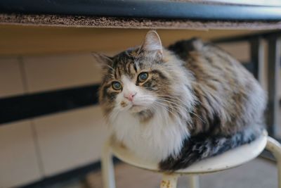 Close-up portrait of a cat