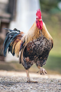 Close-up of rooster