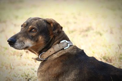 Close-up of dog