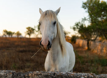 Portrait of horse standing on land