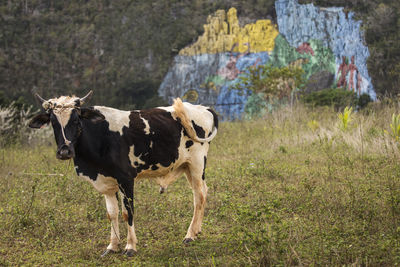 Cows standing in a field