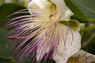 Close-up of white flowering plant