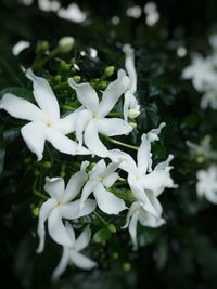 Close-up of white flowers