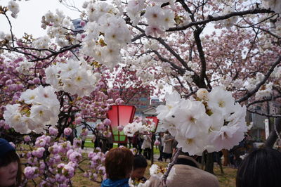 Close-up of cherry blossom tree