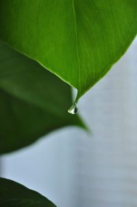 Close-up of water drop on leaf