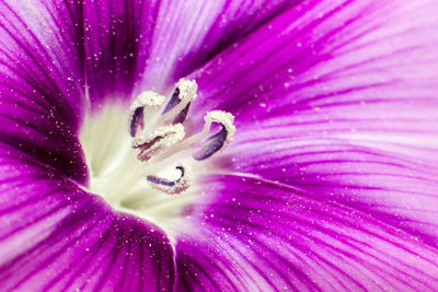 Full frame shot of purple flowering plant