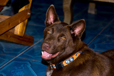 Thailand brown male dog breed.