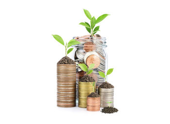 Stack of plant against white background