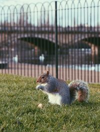 Squirrel on field