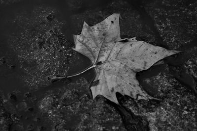 High angle view of dry maple leaf on land