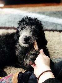 Portrait of man holding dog