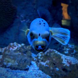 Fish swimming in sea