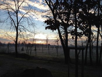 Bare trees on field at sunset