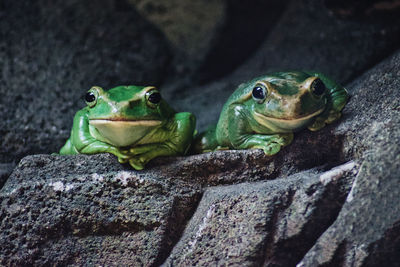 Close-up of frog on rock