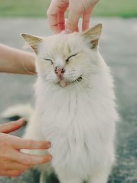 Close-up of hand holding white cat
