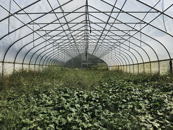 Interior of greenhouse