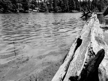 Driftwood on tree trunk by lake