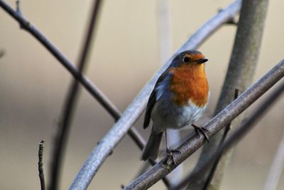 Close-up of bird perching on branch