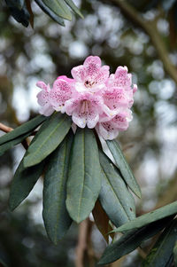 Close-up of pink flowering plant