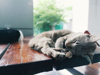 Close-up of cat sleeping on table