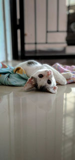 Portrait of cat lying on bed at home