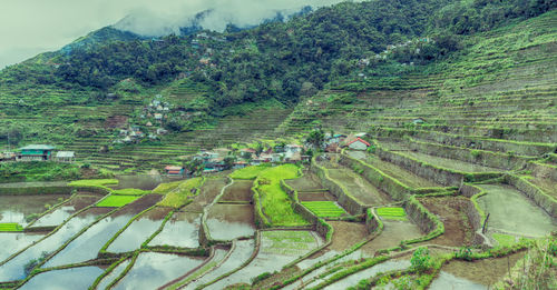 High angle view of rice paddy