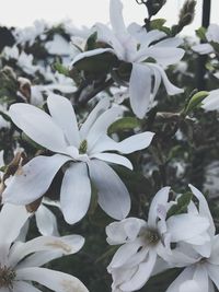 Close-up of white flowering plant