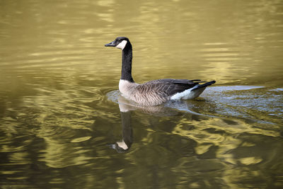 Bird in a lake