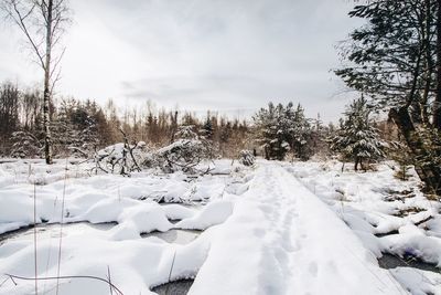 Snow covered trees on field