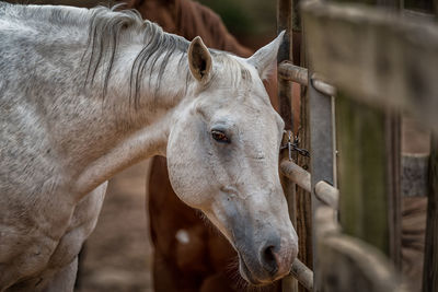 Close-up of horse