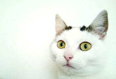 Portrait of cat over white background