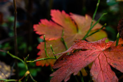 Close-up of red maple leaves on plant