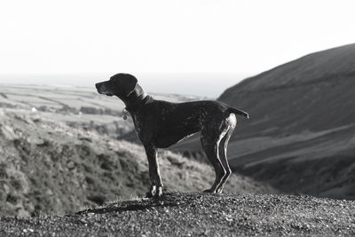 Side view of dog looking away