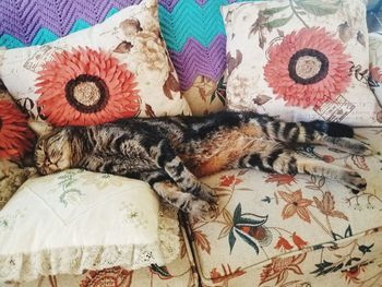 Close-up of cat sleeping on bed