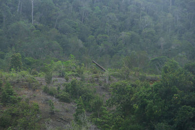 Scenic view of forest