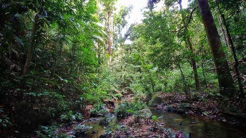 Trees growing in forest