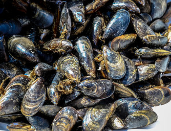 Full frame shot of seashells