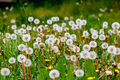 Close-up of white flowering plants in field