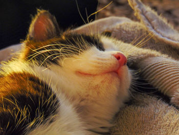 Close-up of cat relaxing at home