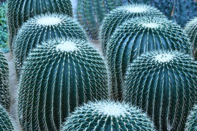 Full frame shot of succulent plant