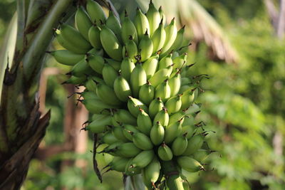 Close-up of fruit growing on tree