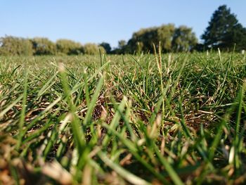 Close-up of grassy field against clear sky