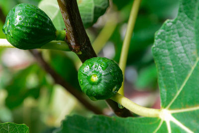 Close-up of fig on tree