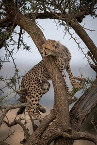 View of cheetah in tree