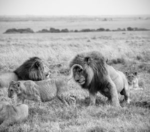 Horse grazing on field