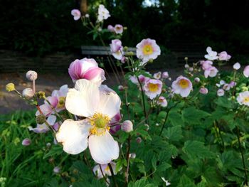 Close-up of pink flowers