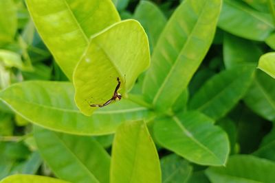 Close-up of insect on leaf